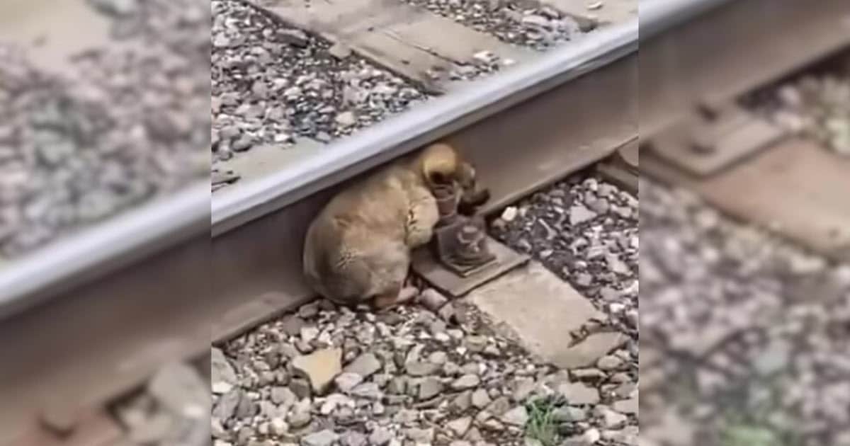 Dumped Puppy Was Helpless On Tracks, Until These Heroes Came Along