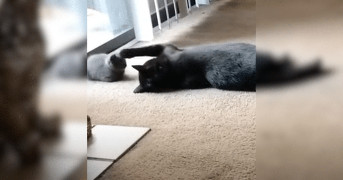 Cat Meets New Kitten—and Responds With Pure Feline Energy
