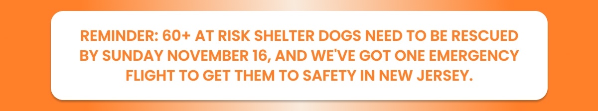REMINDER: 60+ AT RISK SHELTER DOGS NEED TO BE RESCUED BY SUNDAY NOVEMBER 16, AND WE'VE GOT ONE EMERGENCY FLIGHT TO GET THEM TO SAFETY IN NEW JERSEY.