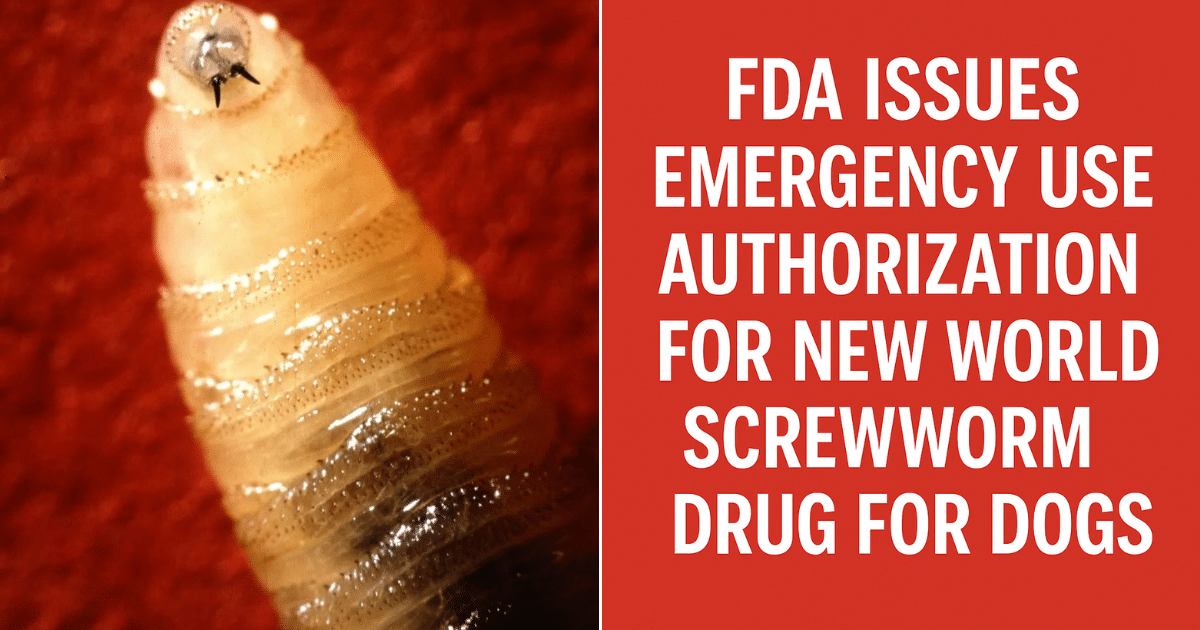 FDA Authorizes First-Ever Emergency Drug to Treat New World Screwworm in Dogs