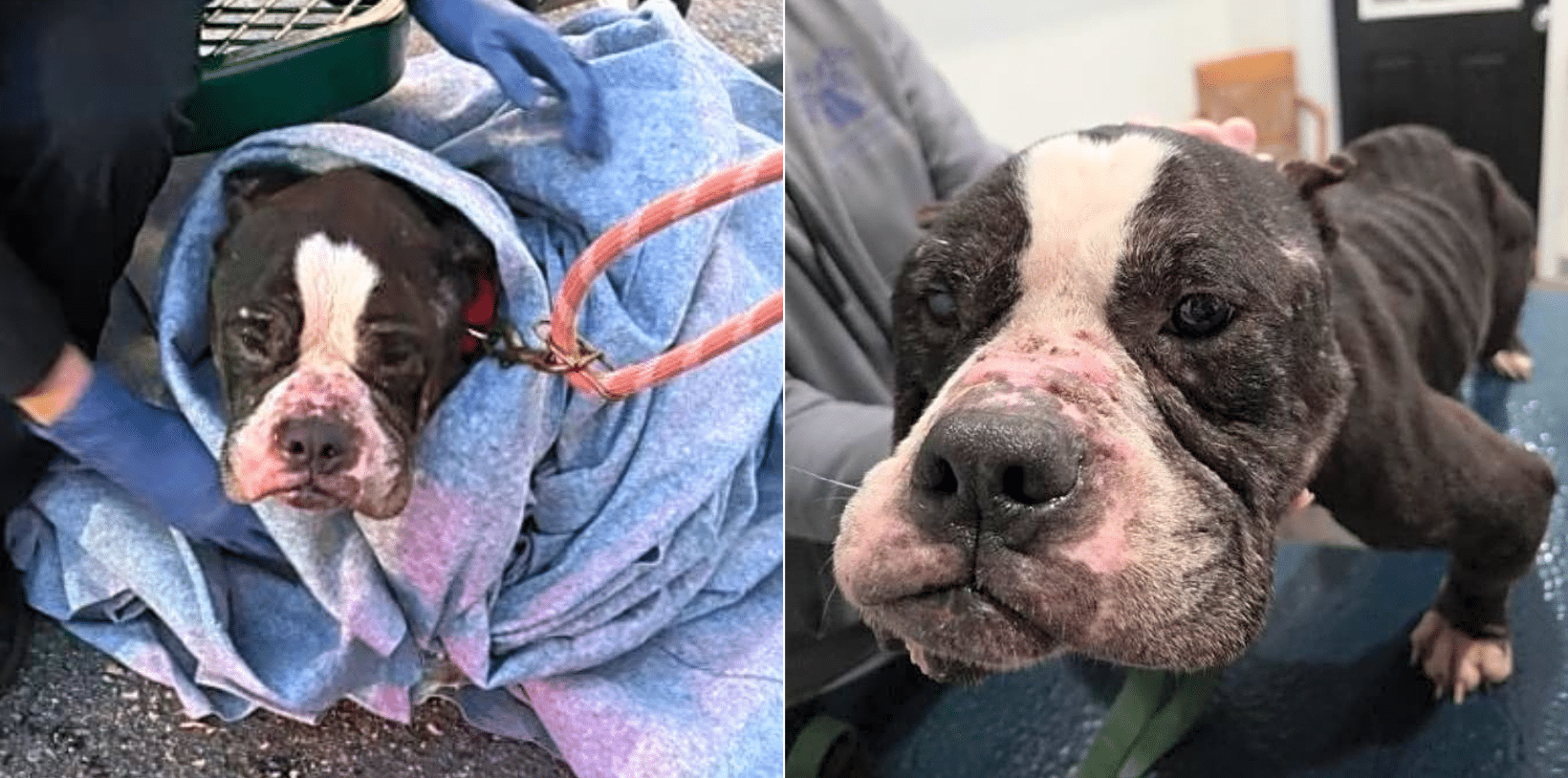 Emaciated Senior Dog Found Covered In New & Old Wounds