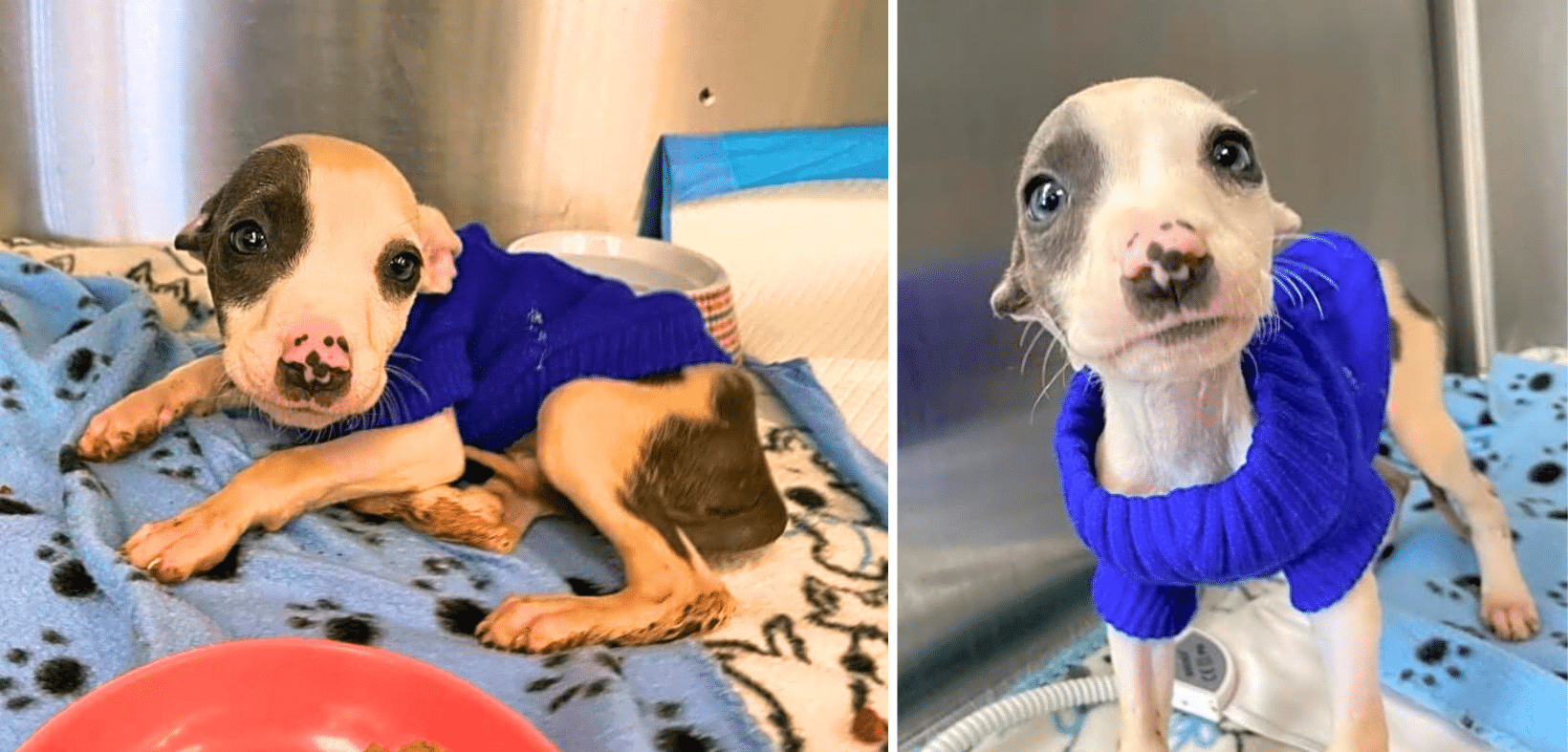 Help Baby Blue Fight: Support A Little Warrior’s Journey To Recovery