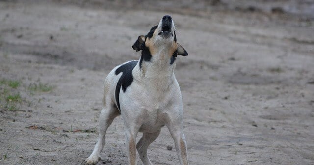 CBD for Barking Dogs: How To Reduce Your Dog’s Excessive Barking