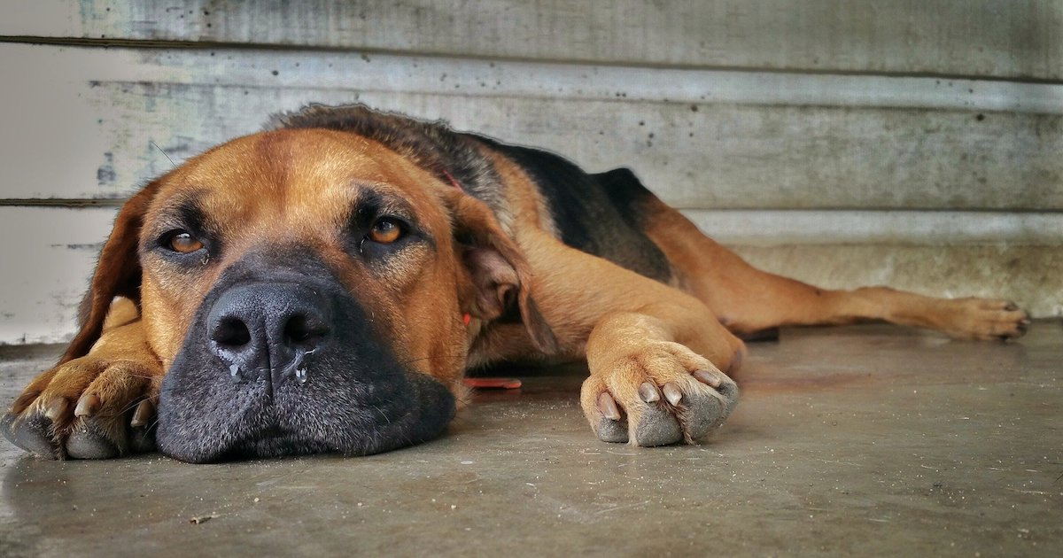 Quercetin For Dogs: Fighting Itchy Allergy Symptoms Naturally
