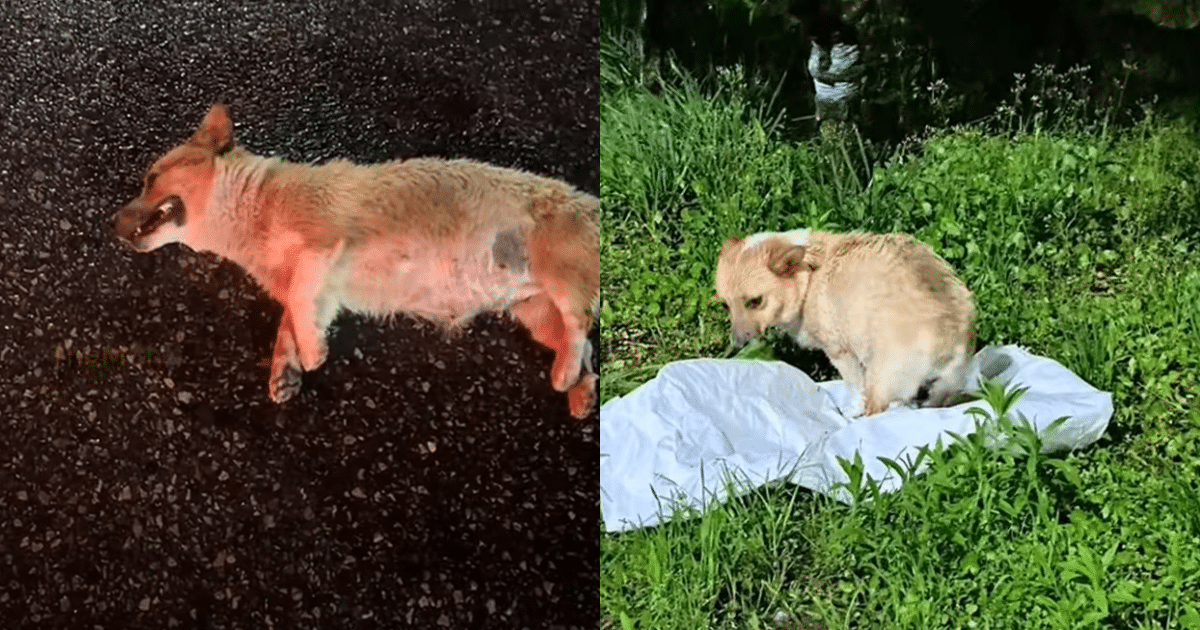 Soaked and Alone, This Dog’s Eyes Said Everything to a Stranger