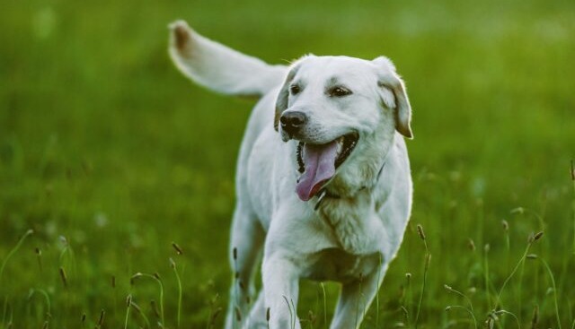 Mushroom Madness: The 'Fungi' Way to Boost Your Dog's Health!