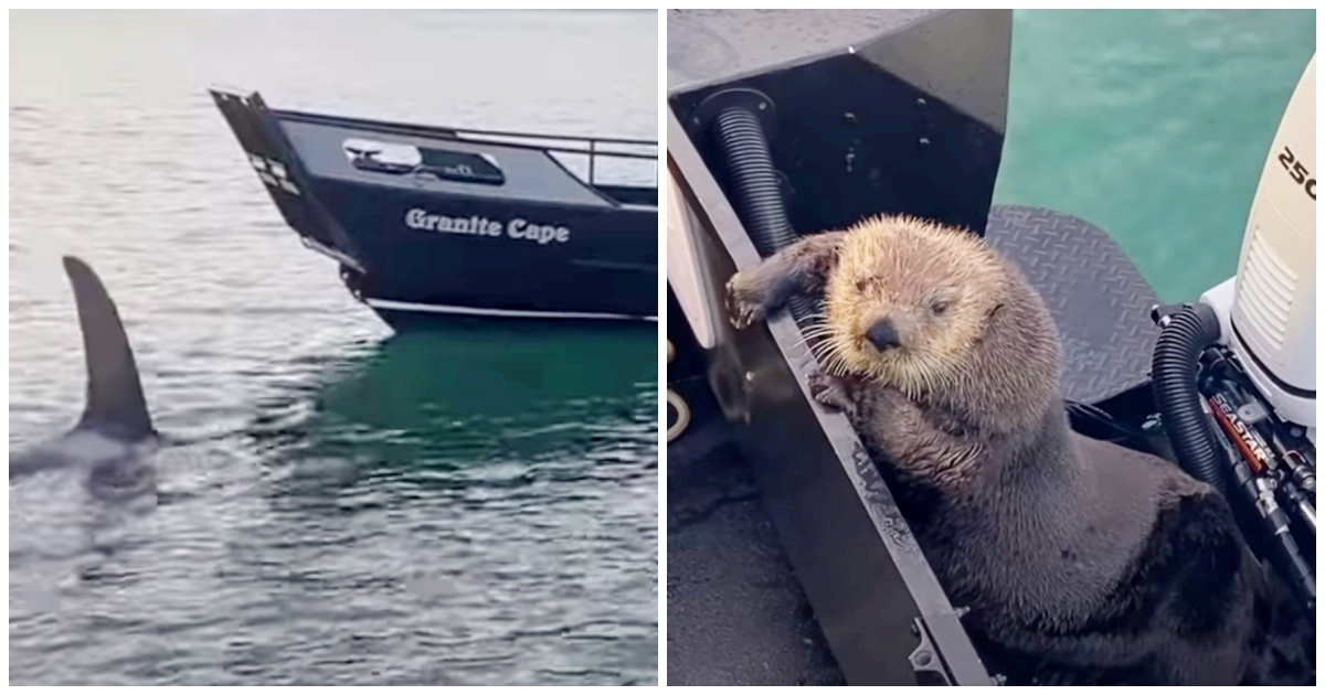 Otter Seeks Refuge On Man’s Boat As He Barely Escapes Jaws Of Killer Whale