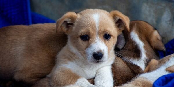 Justice for 11 Puppies Discarded Like Trash in a Dumpster 