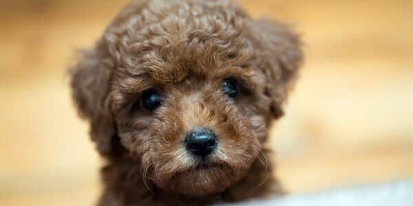 Video Caught Woman Harming Tiny Poodle Puppy