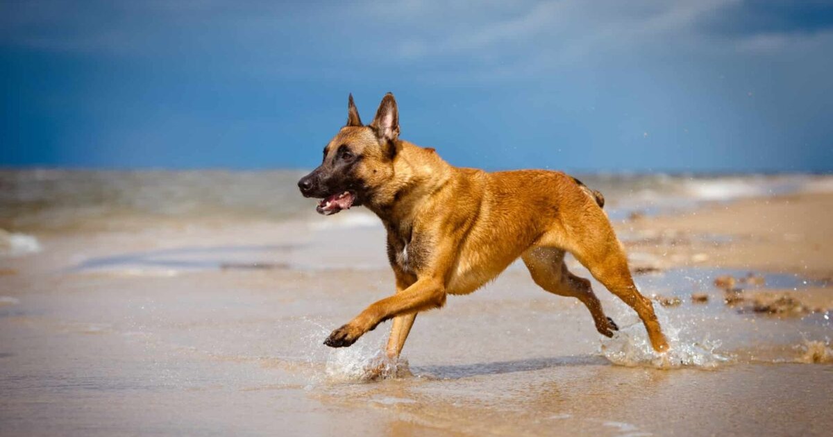 11 Athletic Dog Breeds Built For Speed And Agility