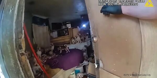 Small Home Was Filled with 156 Pets, Trash, and Filth