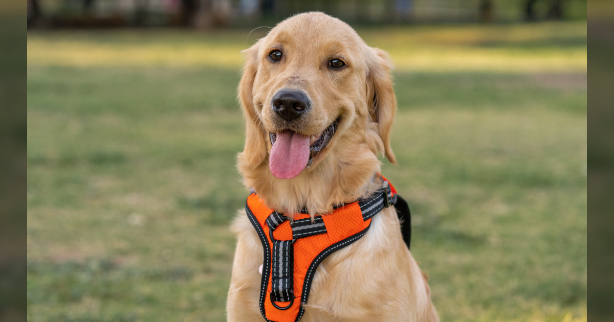 11 Best No-Pull Dog Harnesses in 2024 (+1 to NEVER Use)