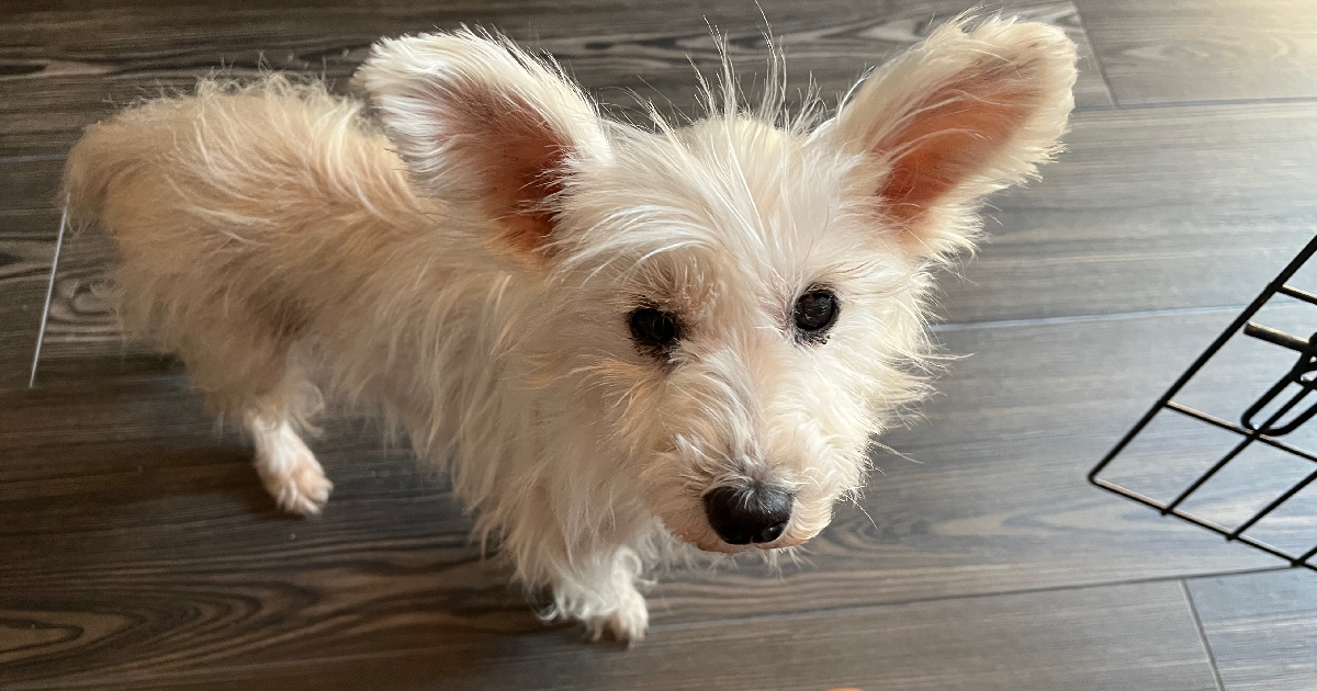 You’re The Reason This Abandoned Senior Dog Found Relief & Forever Love