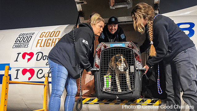 Ring in the New Year by Helping Fly Pets to New Homes- $40 Transports 1 Shelter Pet
