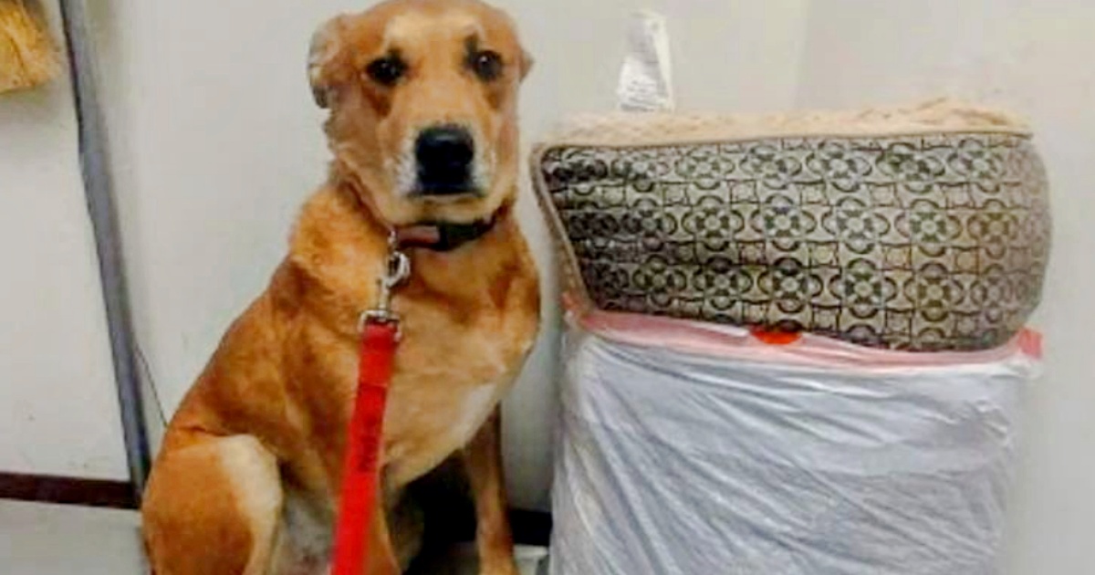 Dog Returned To Shelter With His Toys And Bed Wondering What He Did Wrong