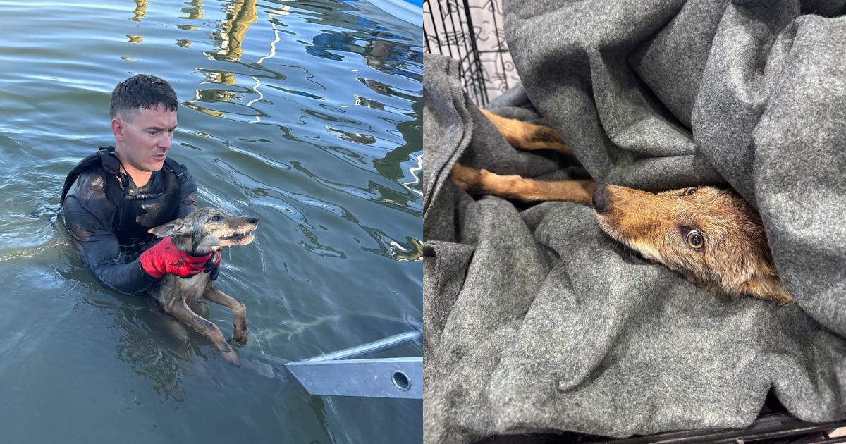 Firefighters Rushed to Save a Drowning Dog, Then Realized It Wasn’t a Dog at All