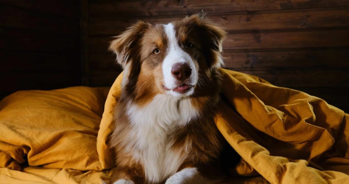 Top 10 Best Behaved Dog Breeds