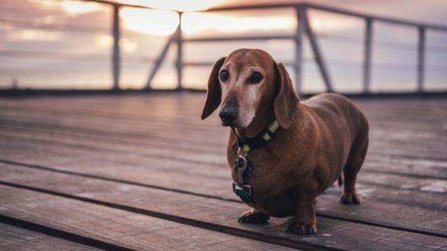 Can Treats Provide Nutrition In Your Dog’s Diet?