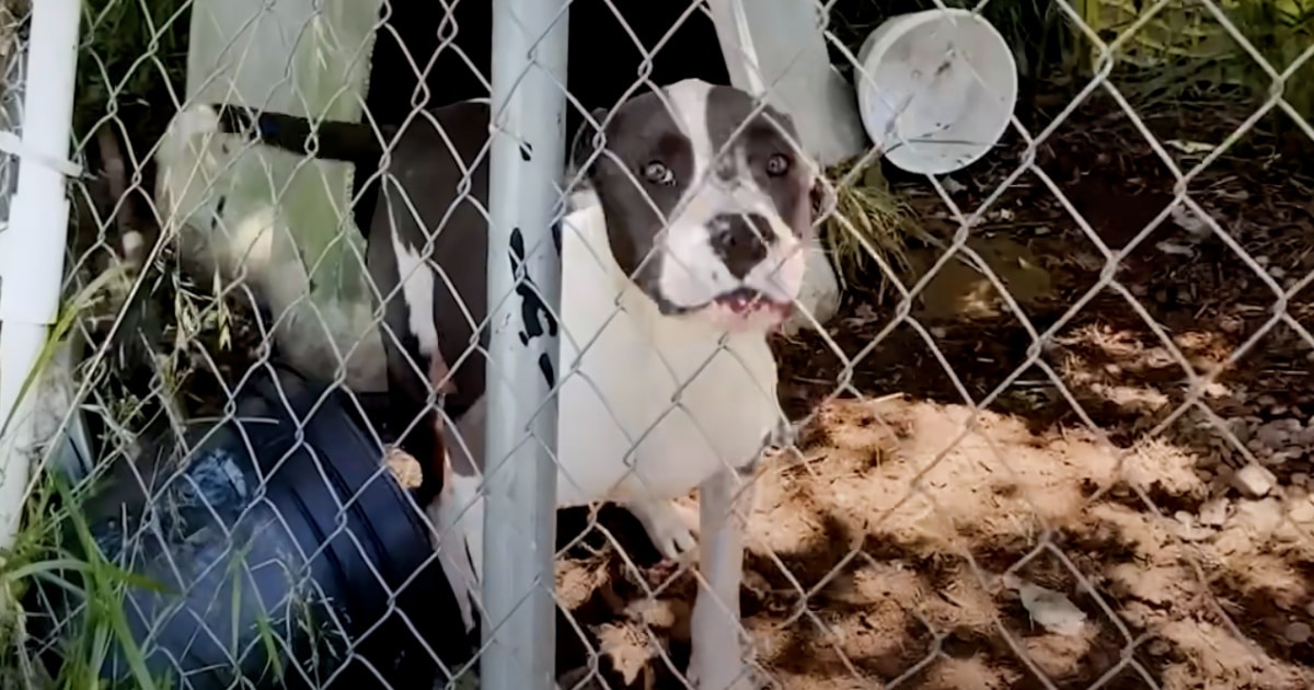 Dog Who Grew Up In A Cage Does A ‘Happy Dance’ For Rescuer