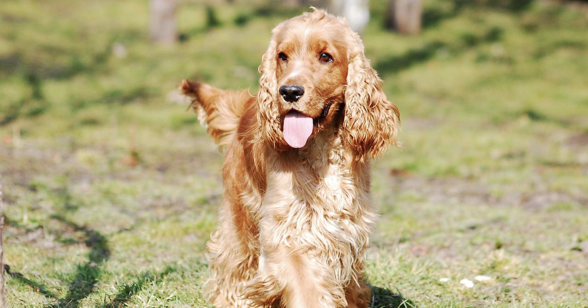 Shiitake Mushroom Benefits: Give Your Dog A Health Boost From Nose To Tail!