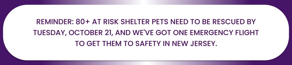 REMINDER: 80+ AT RISK SHELTER PETS NEED TO BE RESCUED BY TUESDAY, OCTOBER 21, AND WE'VE GOT ONE EMERGENCY FLIGHT TO GET THEM TO SAFETY IN NEW JERSEY.