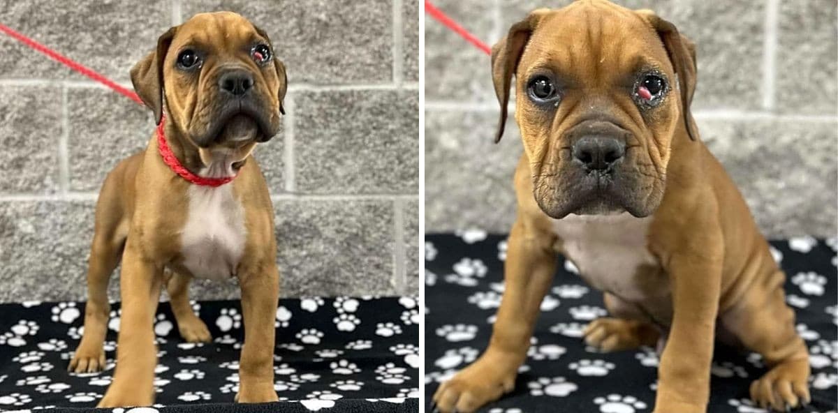 Pudge Was Rescued from Euthanasia, Now He Needs Surgery to Heal