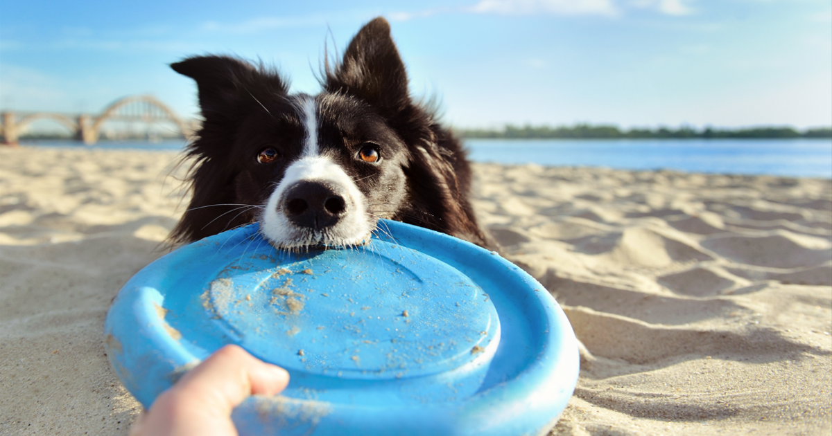 8 Best Dog Beach Toys for Fetching, Floating, and Fun