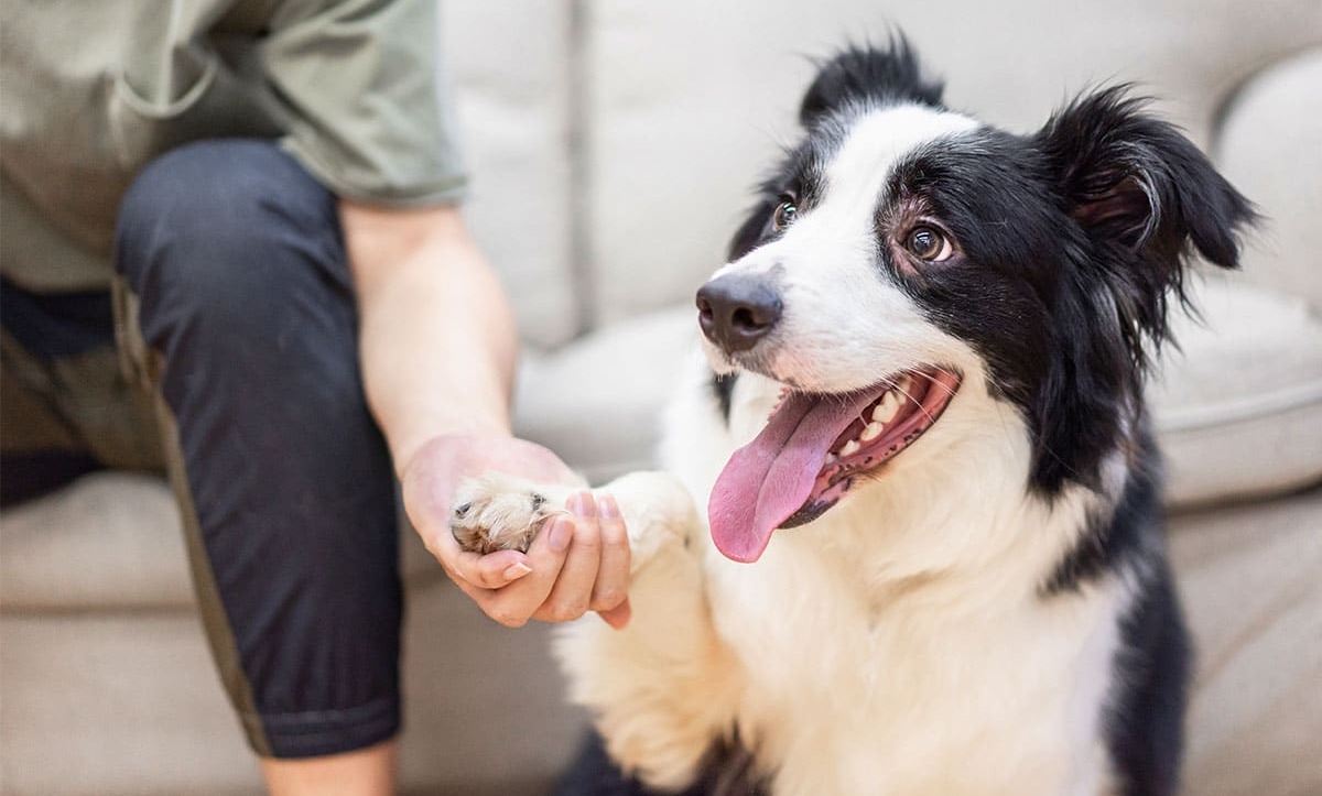 13 Smart Dog Breeds That Might Be Smarter Than You
