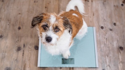 Help Your Dog Shed Those Extra Pounds! 🐾 Simple Tips Inside