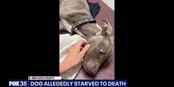 Malnourished Puppy Was Found Unresponsive in a Florida Carport