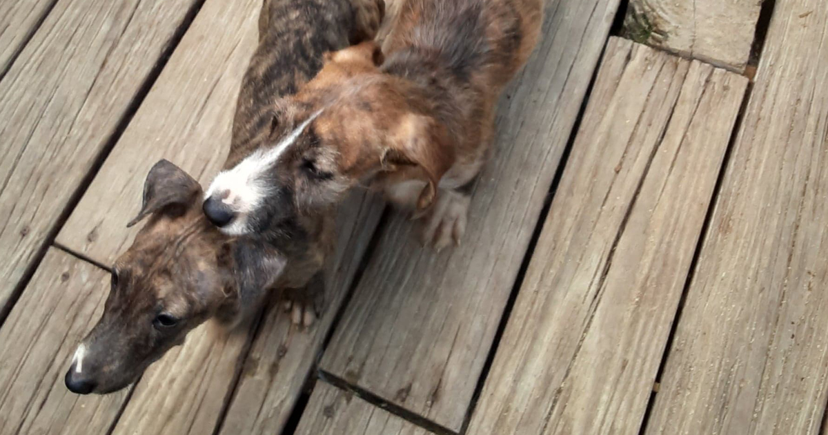 Two Pups “So Ugly, They Were Cute” Find Hope With The Loving Rescue You Supported