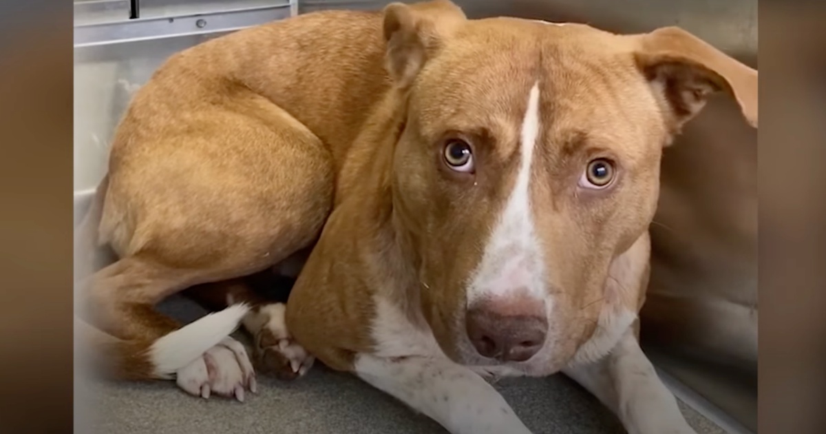 Pup Stayed As Far Away From His Family As He Could, Then They Figured-It-Out