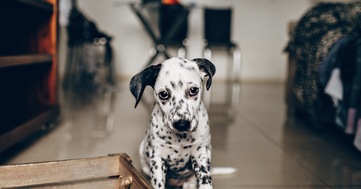 Valerian Root for Dogs: Discover Its Anti-Anxiety Benefits