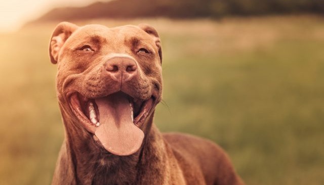 The Ultimate Guide to the Best Dog Foods Available on Chewy