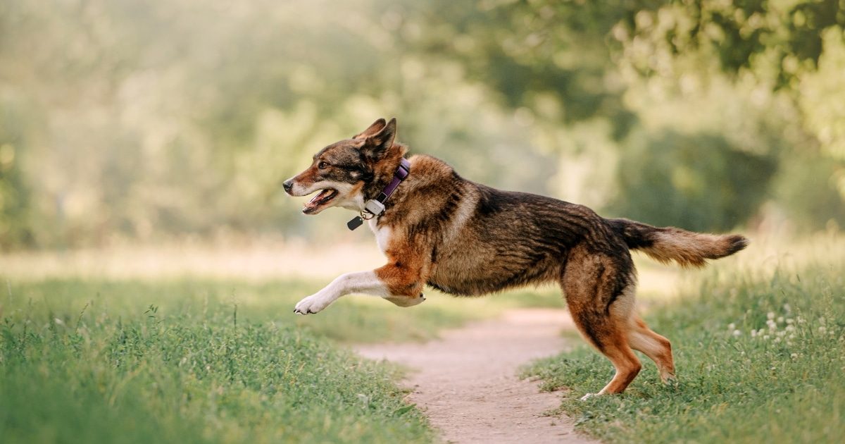 Keep Your Dog Safe Outdoors With These Wireless & GPS Dog Fences