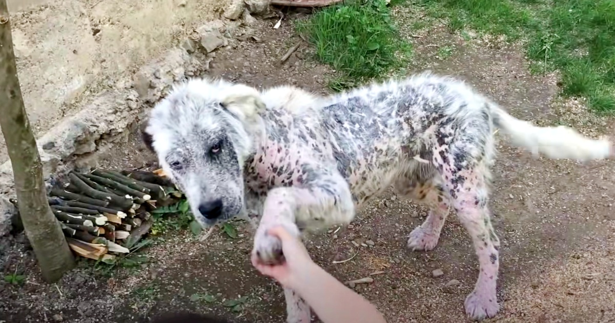 Affectionate Stray Won’t Go With Rescuers Without Her Best Friend