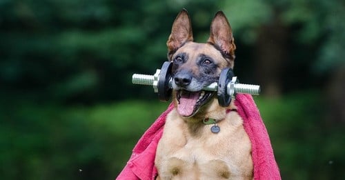 4 Vet Recommended Supplements For Senior Dogs