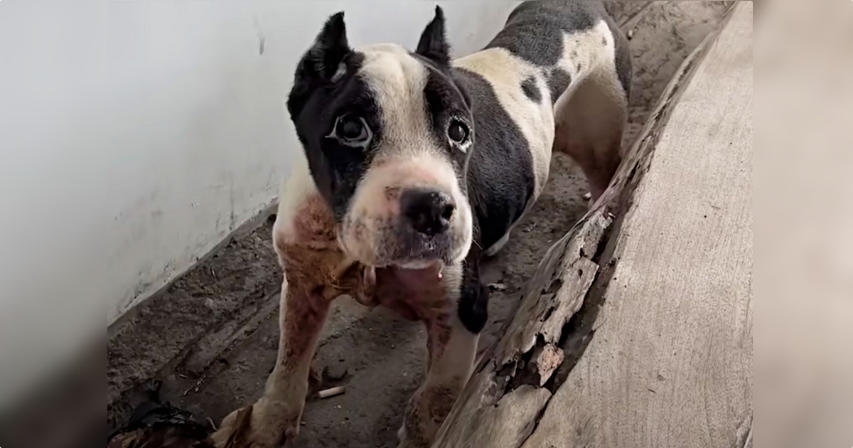 Woman Faces Owner Who Let His Dog Eat Trash And Waste Away