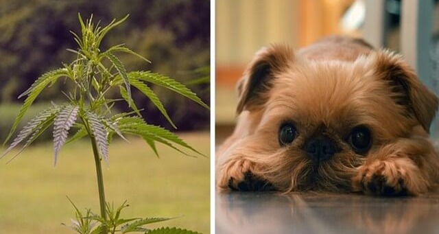 The Difference Between Hemp And Marijuana & Why Hemp Is Beneficial For Your Dog