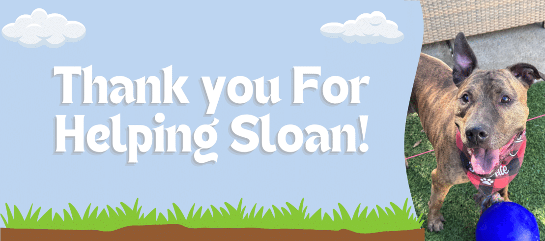 Thank you For Helping Sloan!