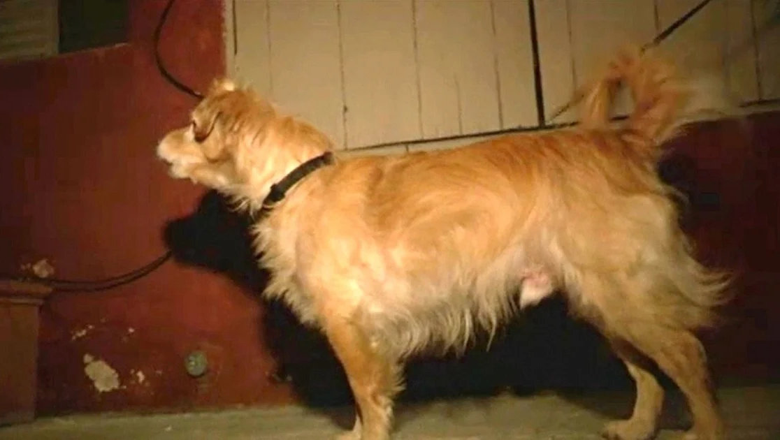 Quiet Rescue Dog Starts Barking At Wall One Day, Owner Then Grabbed Him And Runs