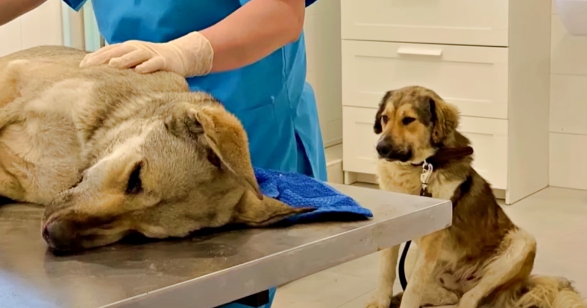 Stray Dog Sits With His Injured Mate, Sure His Love Will Cure Her