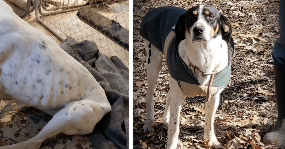 Starving Dog In Ditch Now Looks Better Than Ever Thanks To You