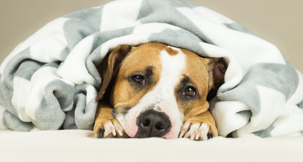 Dog Supplements For Diarrhea