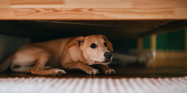 Tragically, Puppy Dies After Suffering Violence and Trauma