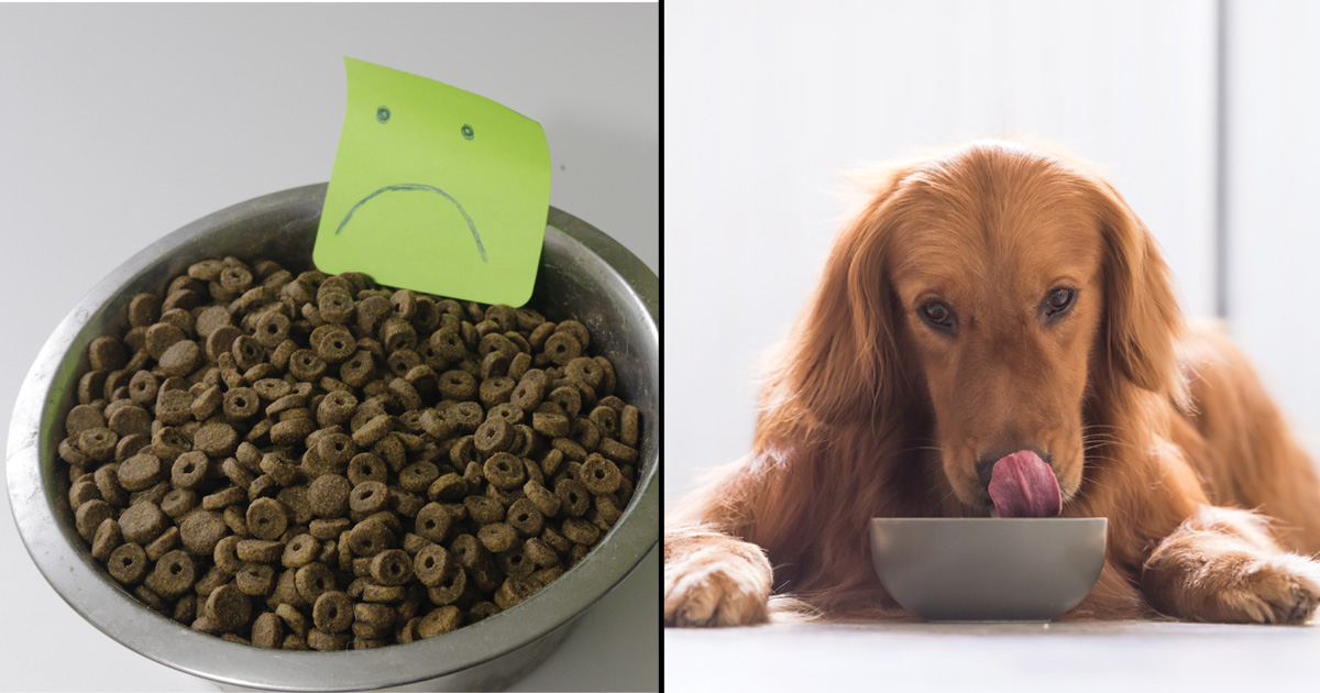 People are shocked to learn kibble is 50% carbs! 2 ways to boost your dog’s protein on a budget