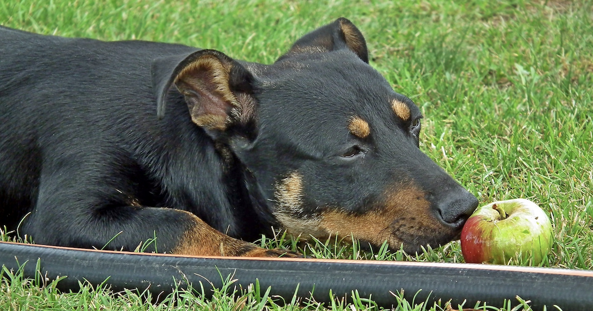 Have You Heard Of “Nature’s Benadryl”? It’s Changing How We Think Of Dog Allergies.