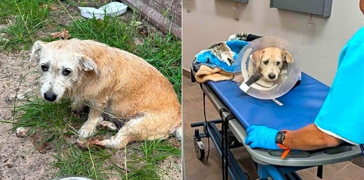 Viciously Attacked As A Pregnant Stray, Sienna Needs Your Help To Heal