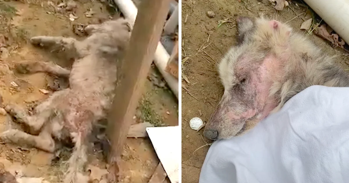 Dog Collapsed In Man’s Backyard, Doesn’t Open His ‘Pretty’ Eyes For A Week