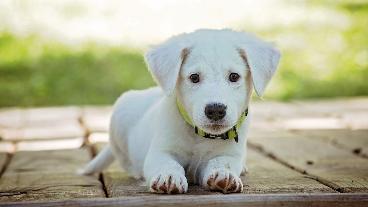 15 Low-Maintenance Dog Breeds for Busy Owners